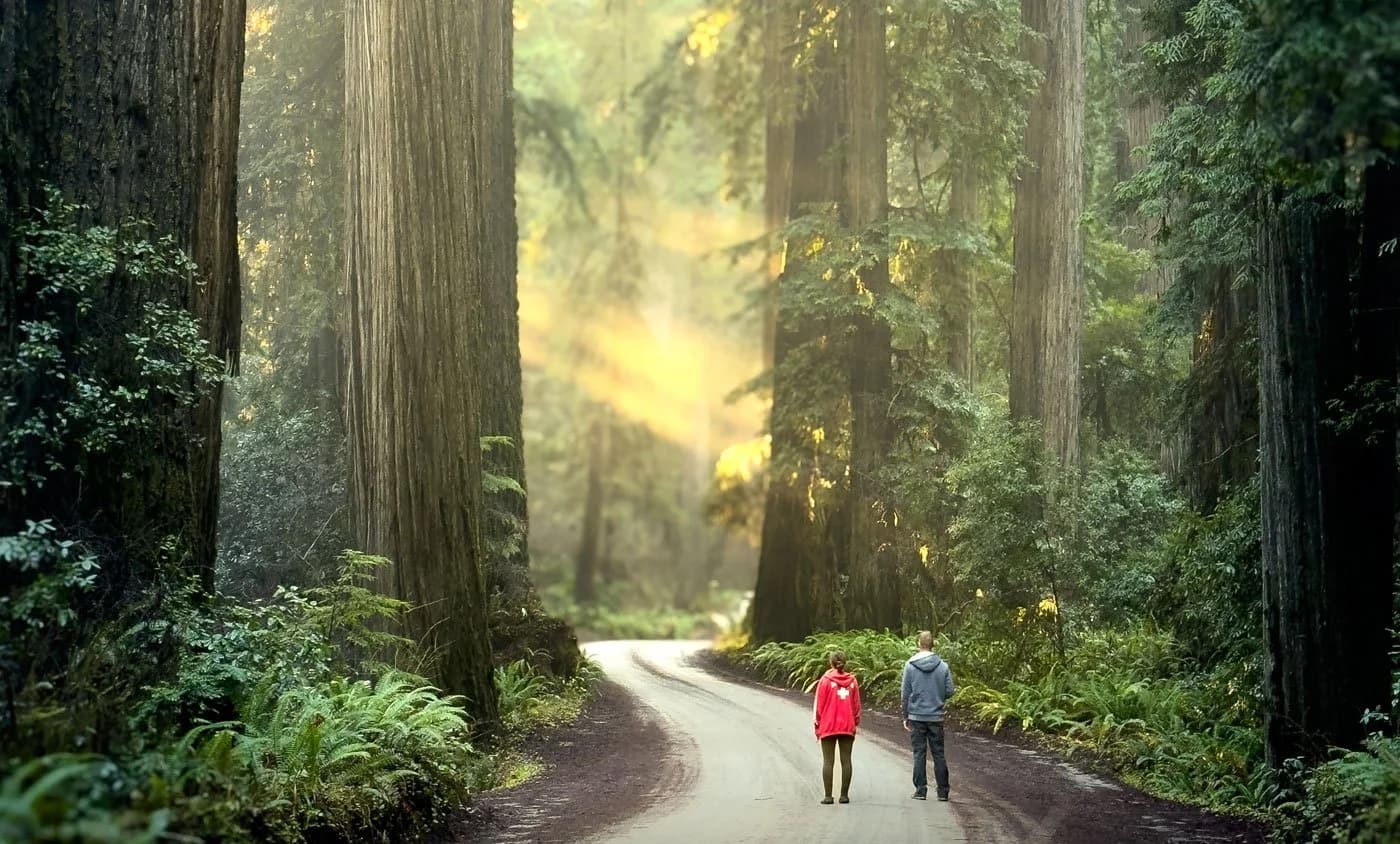 Redwood Majesty